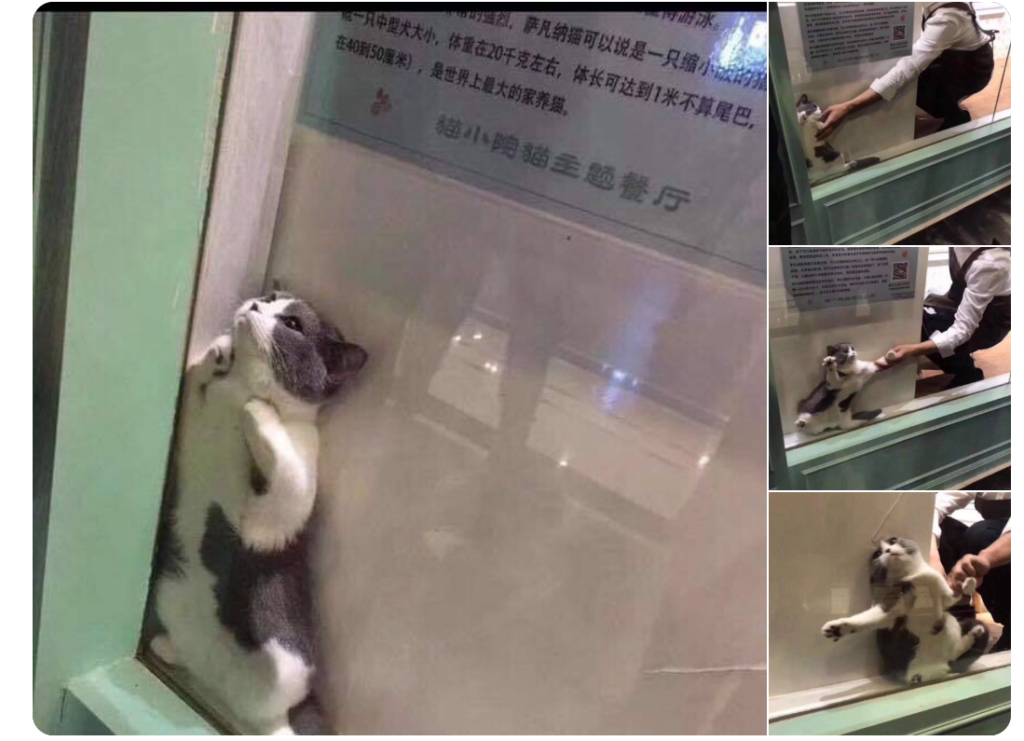 кот застрял в окне