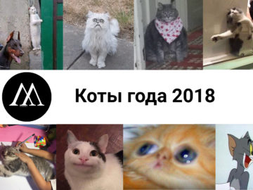 коты года