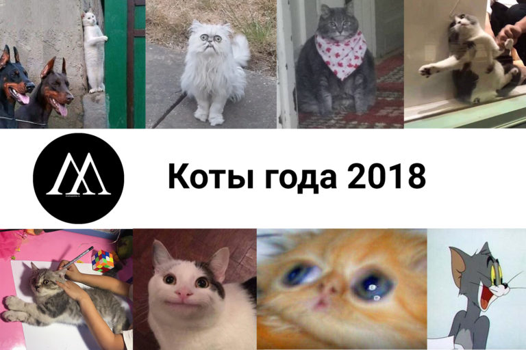коты года