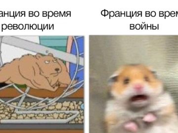 Испуганный хомяк