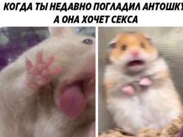 Испуганный хомяк
