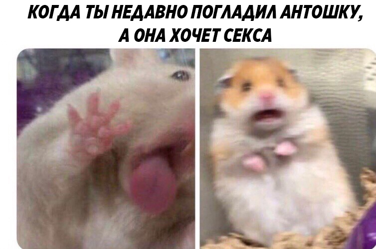 Испуганный хомяк