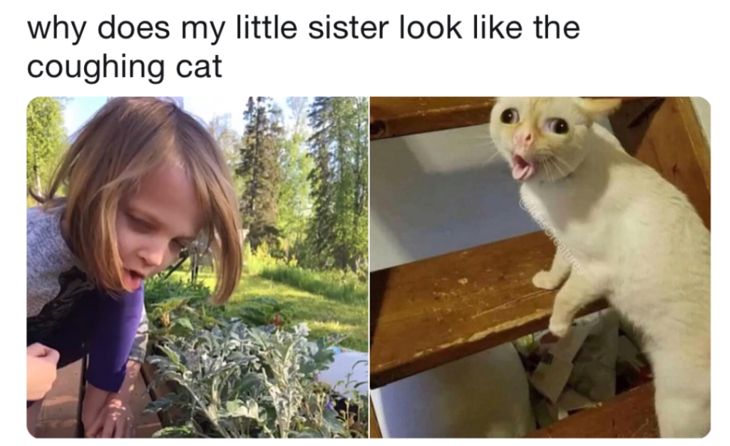 Мем кот кашляет