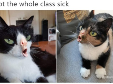Кашляющий кот