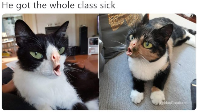Кашляющий кот
