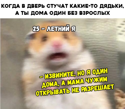 Испуганный хомяк