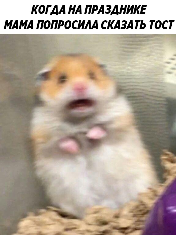 Испуганный хомяк