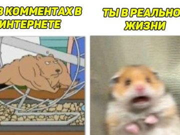 Испуганный хомяк