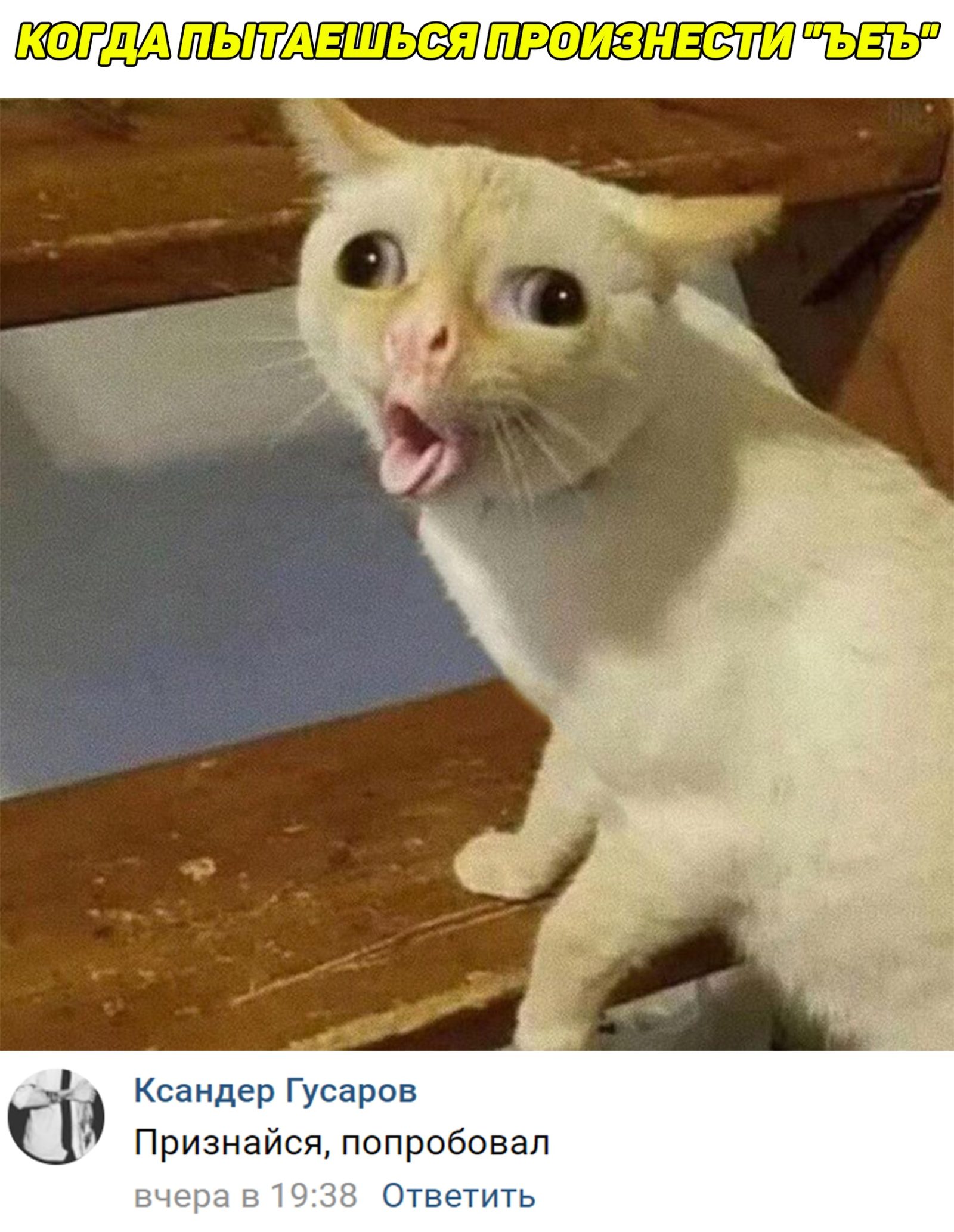 Кашляющий кот
