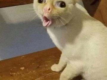 Кашляющий кот