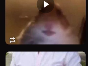 Хомяк следит