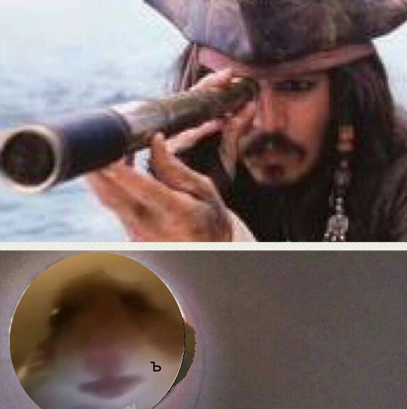 Хомяк следит
