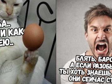 Мемы с яйцом