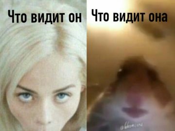 Мем с хомяком