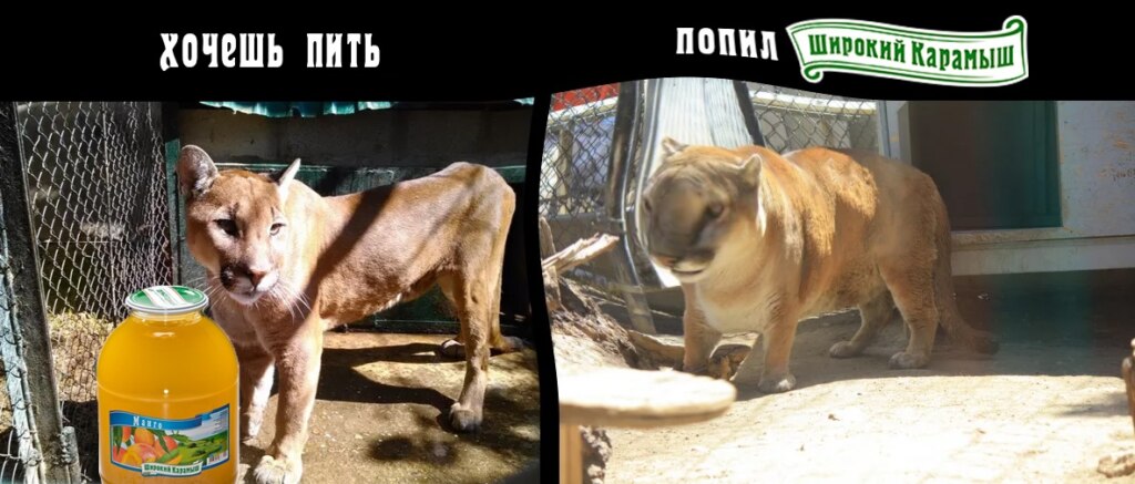 соки в трехлитровых банках Широкий Карамыш