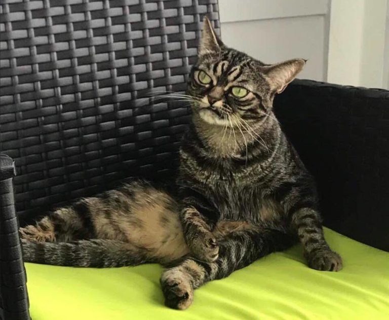 Grumpy Kitzia