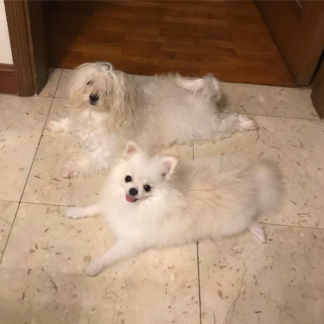 Eggdog Eggdog