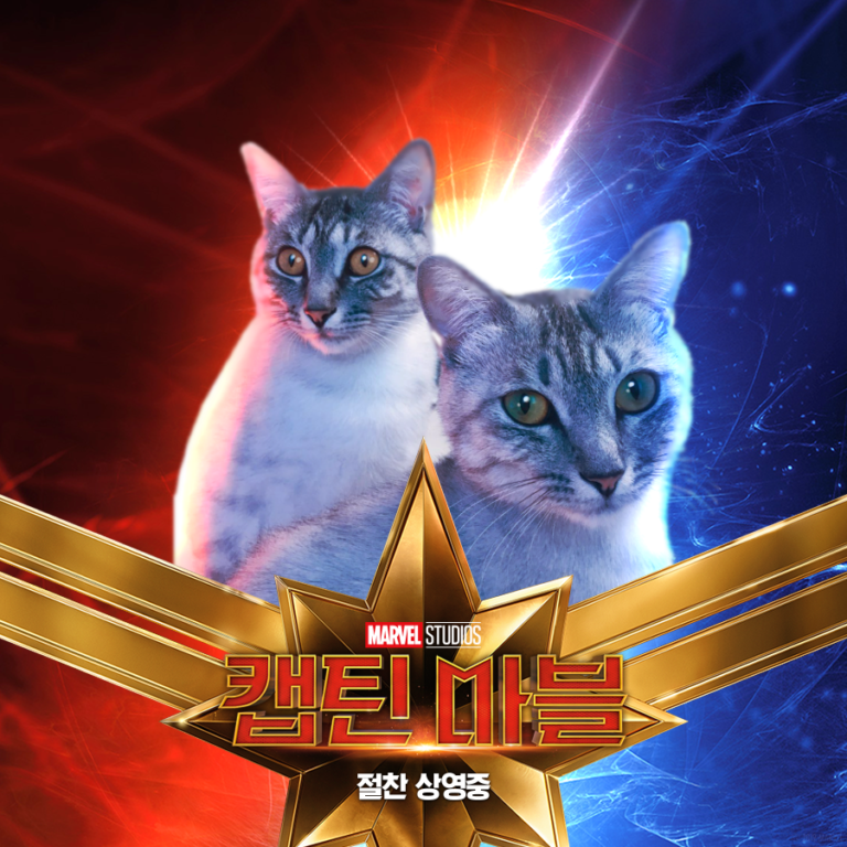 коты Капитан Марвел