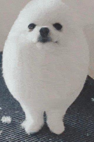 Eggdog Eggdog