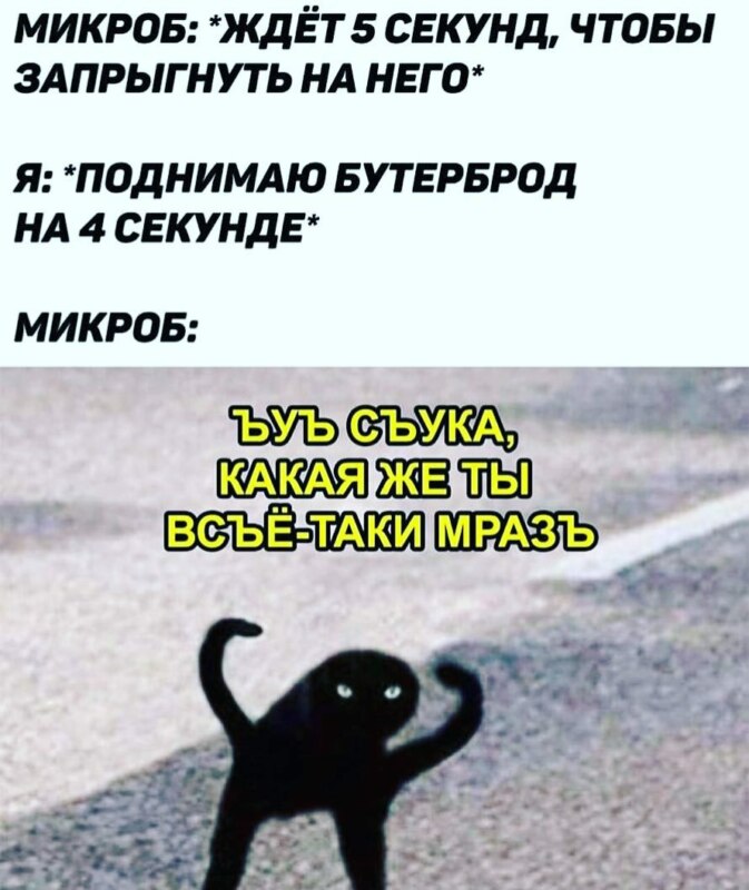 мем с котом ъуъ съука