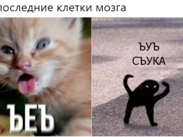 мем с котом ъуъ съука
