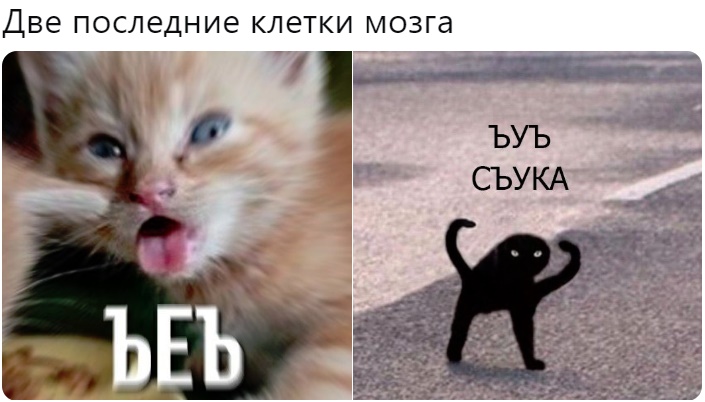 мем с котом ъуъ съука