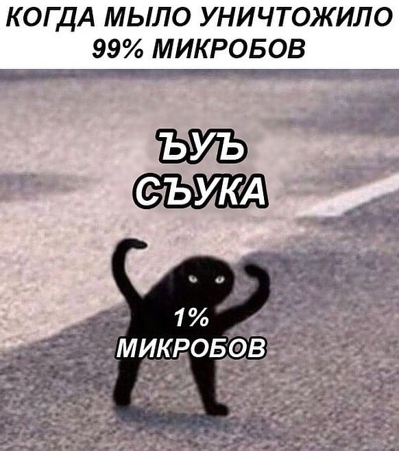 мем с котом ъуъ съука