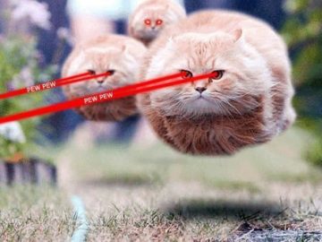 Летящий кот