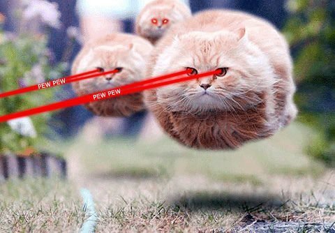 Летящий кот