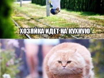 Летящий кот