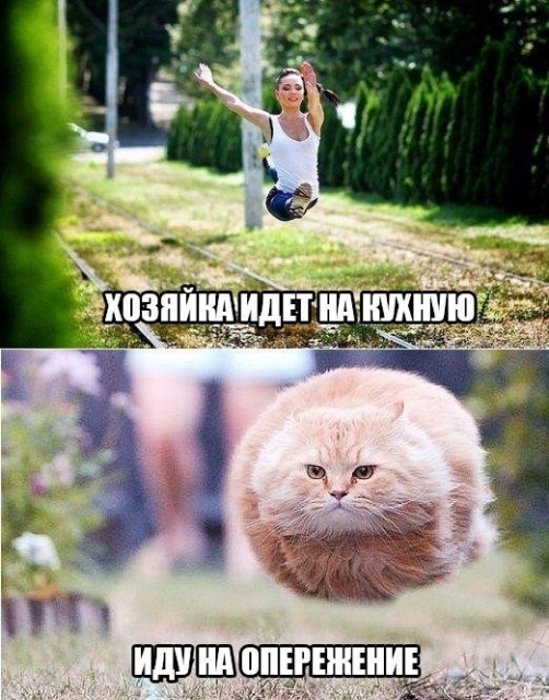 Летящий кот
