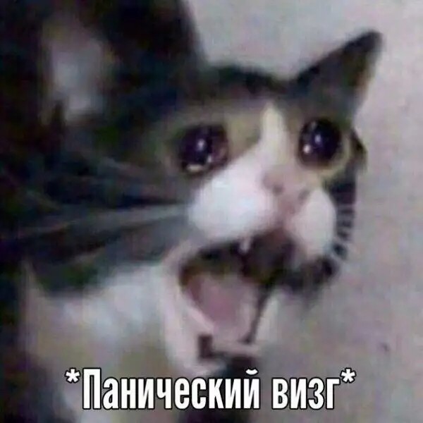 Кот кричит