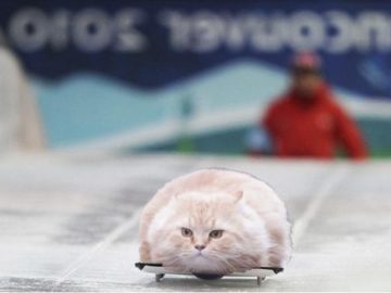 Летящий кот