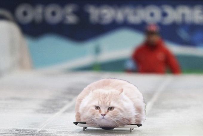 Летящий кот