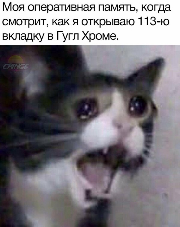 Кот кричит