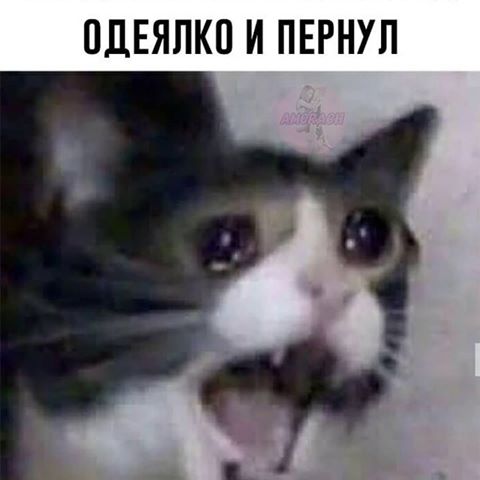 Кот кричит