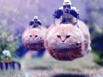 Летящий кот