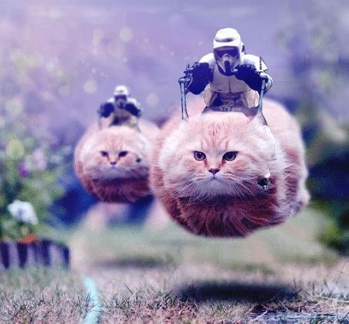 Летящий кот