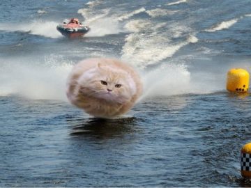 Летящий кот