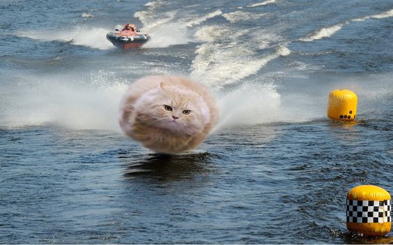 Летящий кот