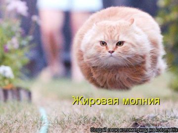 Летящий кот
