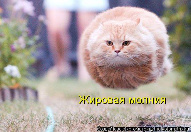Летящий кот