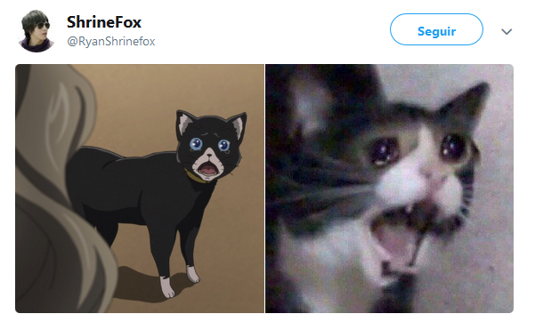 Кот кричит