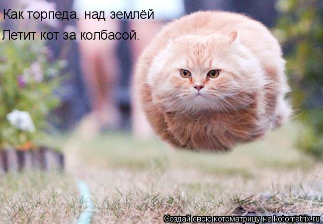 Летящий кот Летящий кот