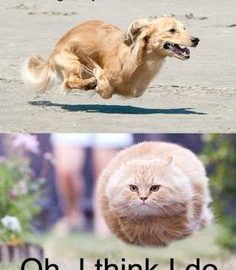 Летящий кот