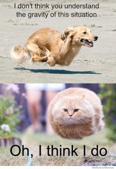 Летящий кот