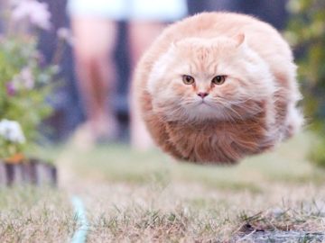 Летящий кот