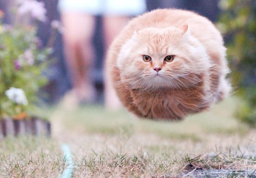 Летящий кот Летящий кот