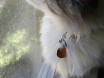 Летящий кот