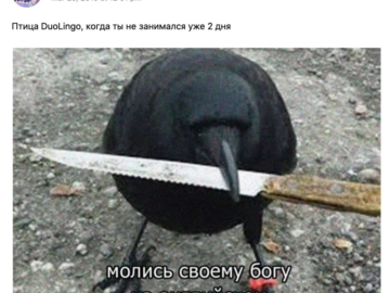 Мем с совой Duolingo